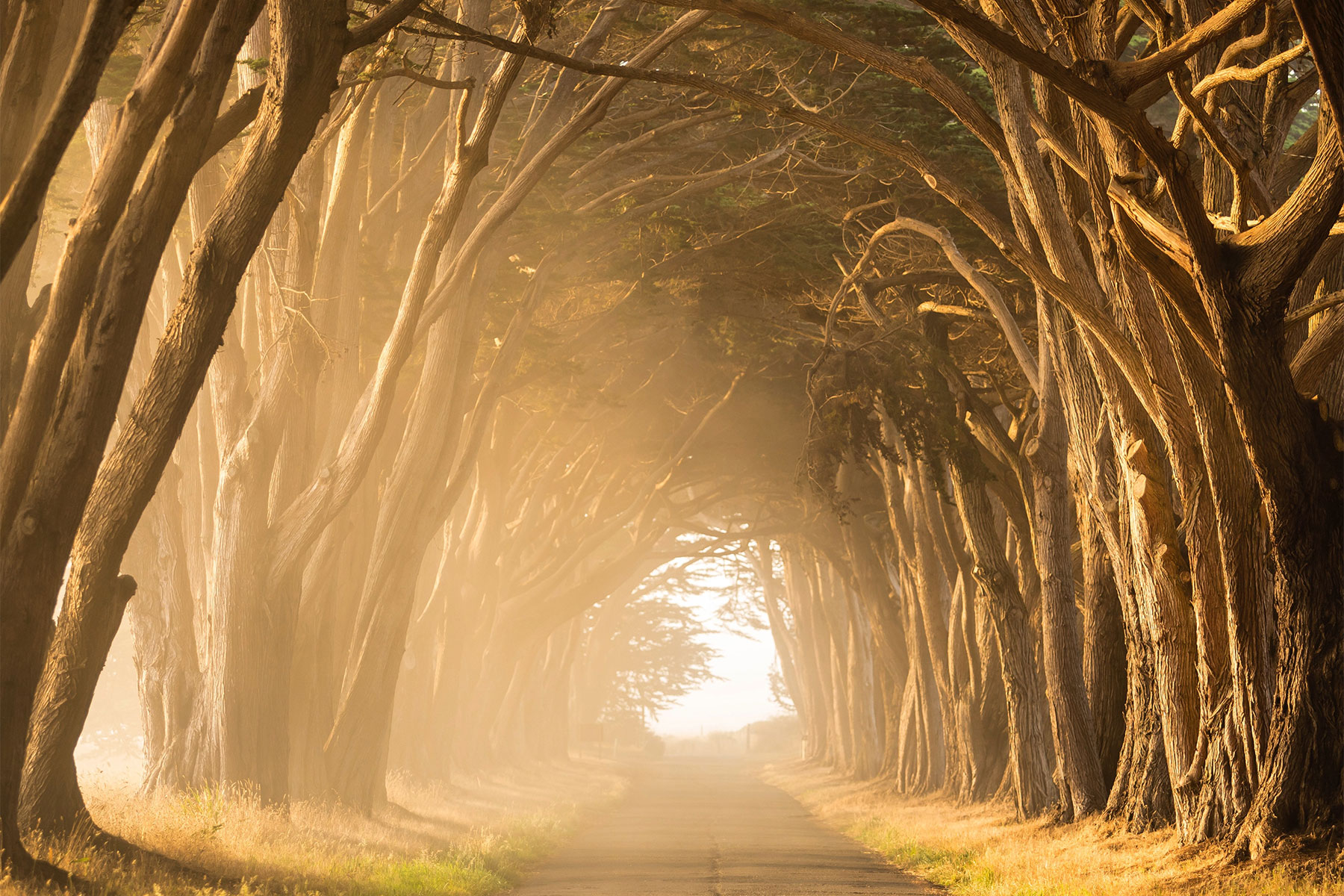Path-Through-Woods
