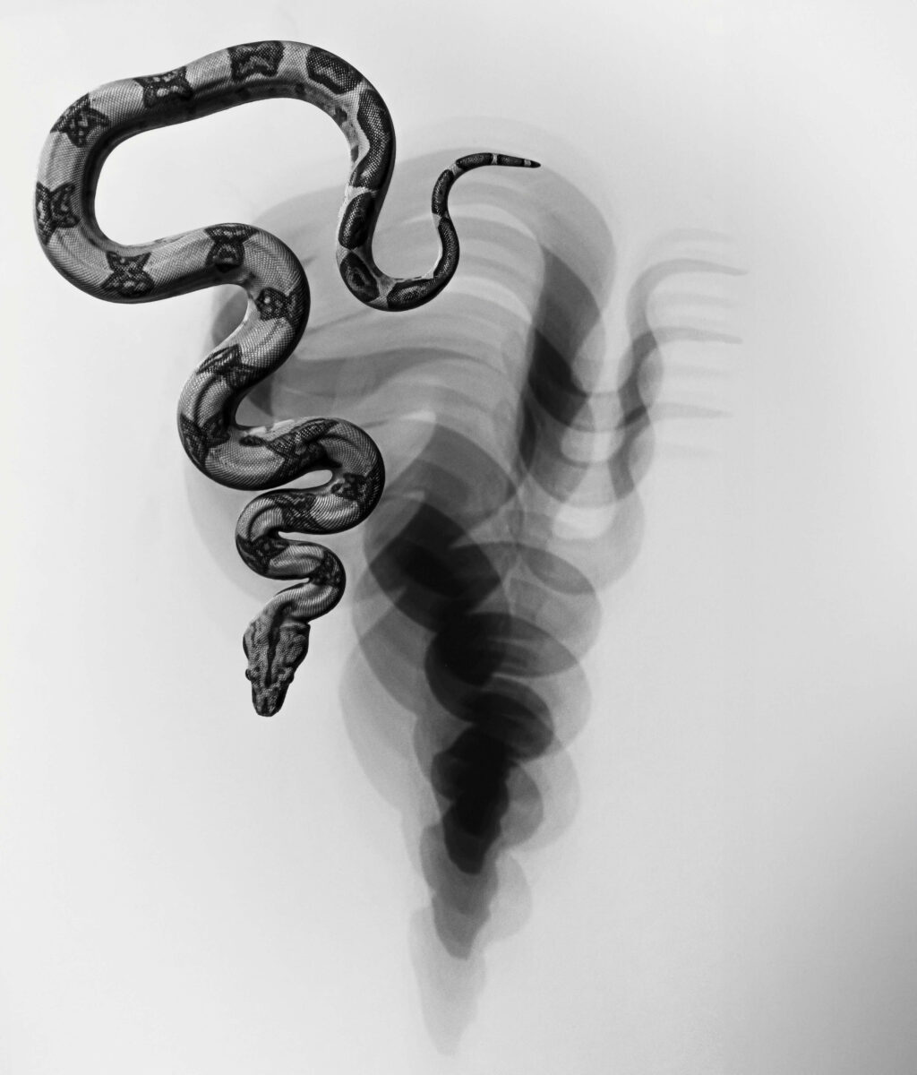 ziegler