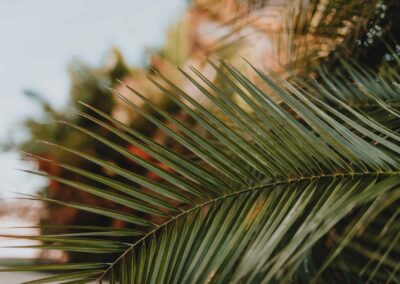 Palm Sunday: Who is This King?