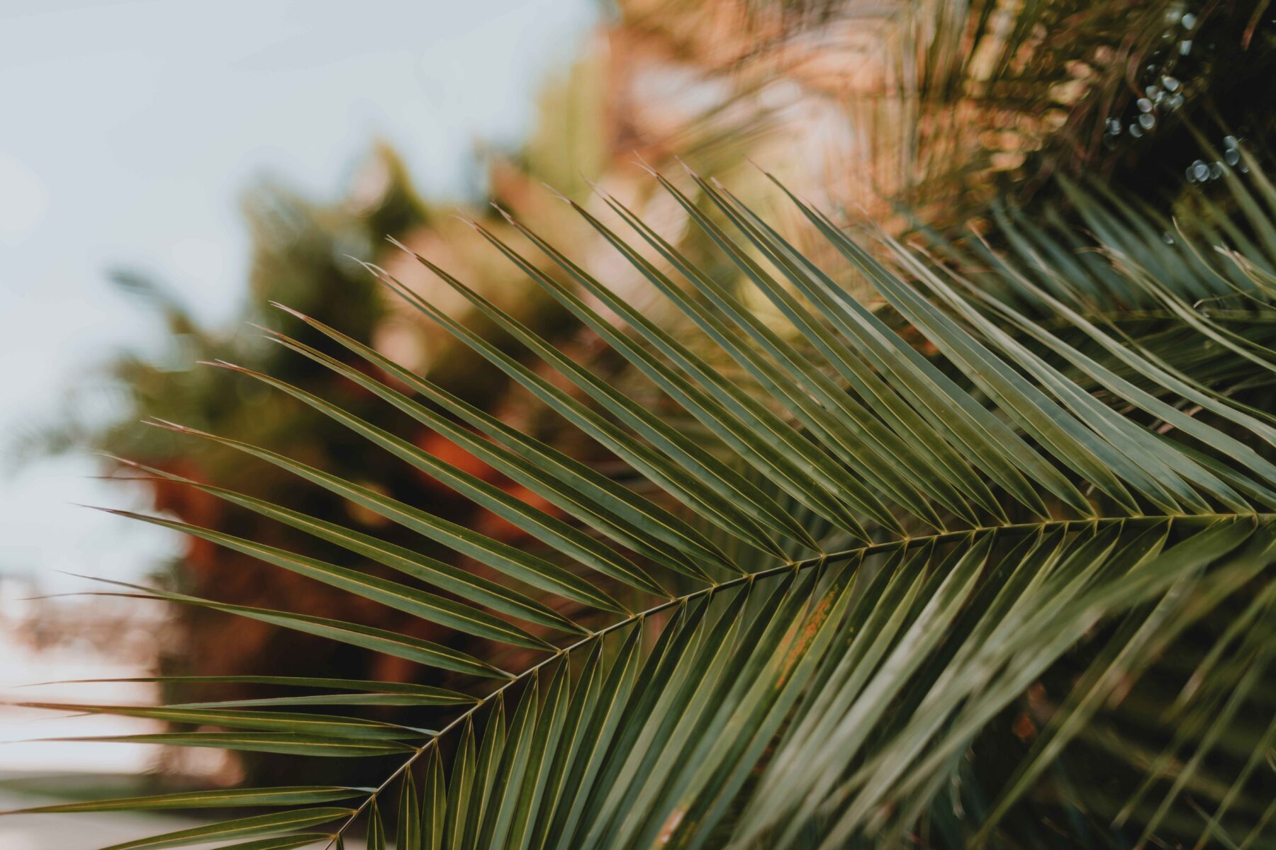 Holy-Week-Palm-Sunday